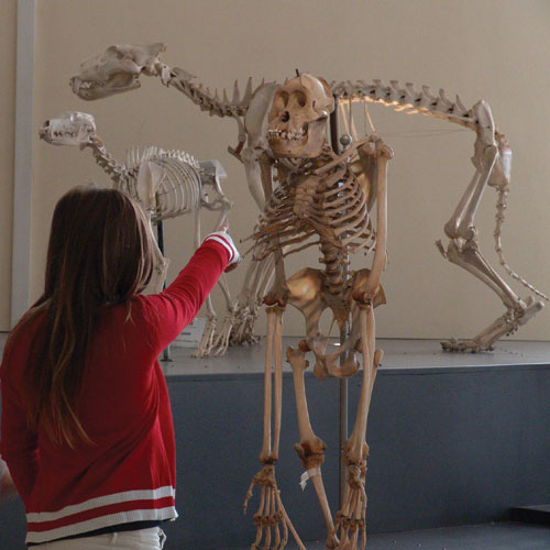 Museo Civico di Zoologia